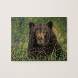 brown bear, Ursus arctos, grizzly bear, Ursus 9 Jigsaw Puzzle