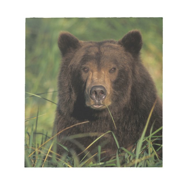 brown bear, Ursus arctos, grizzly bear, Ursus 9 Notepad (Front)