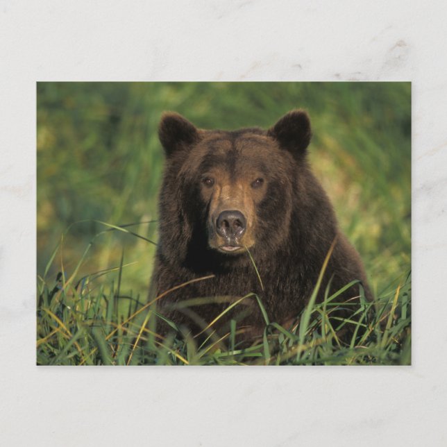 brown bear, Ursus arctos, grizzly bear, Ursus 9 Postcard (Front)