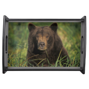 brown bear, Ursus arctos, grizzly bear, Ursus 9 Serving Tray