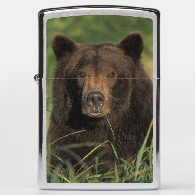 brown bear, Ursus arctos, grizzly bear, Ursus 9 Zippo Lighter (Front)