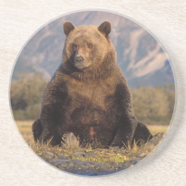 brown bear, Ursus arctos, grizzly bear, Ursus Drink Coaster (Front)