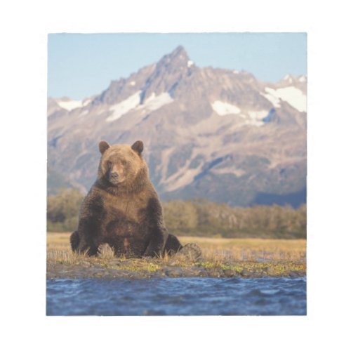 brown bear Ursus arctos grizzly bear Ursus Notepad