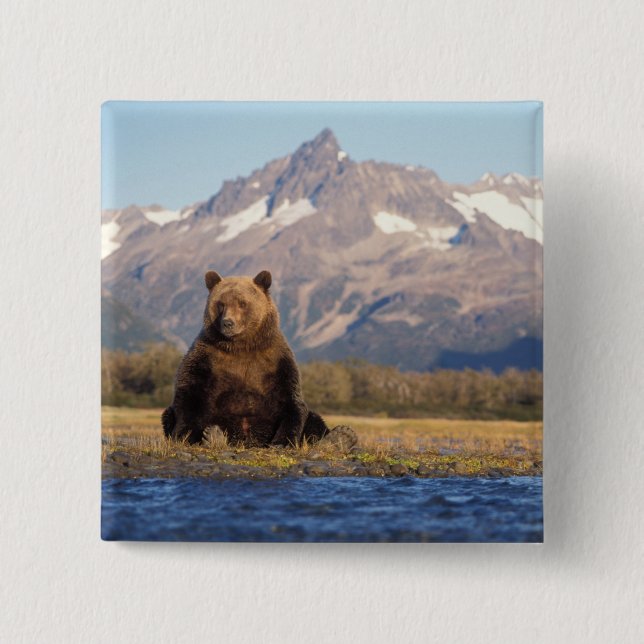 brown bear, Ursus arctos, grizzly bear, Ursus Pinback Button (Front)