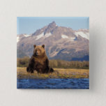 Brown Bear, Ursus Arctos, Grizzly Bear, Ursus Pinback Button at Zazzle
