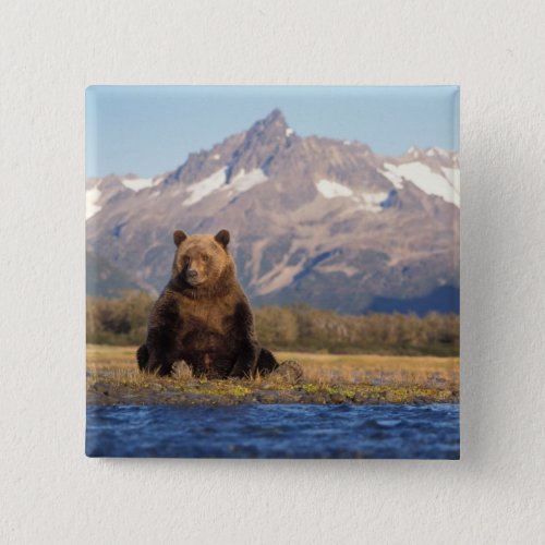 brown bear Ursus arctos grizzly bear Ursus Pinback Button