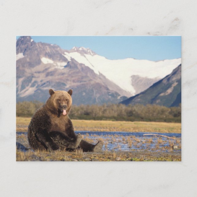 brown bear, Ursus arctos, grizzly bear, Ursus Postcard (Front)
