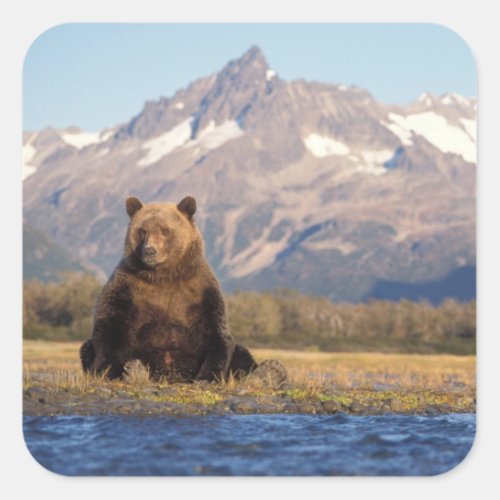 brown bear Ursus arctos grizzly bear Ursus Square Sticker