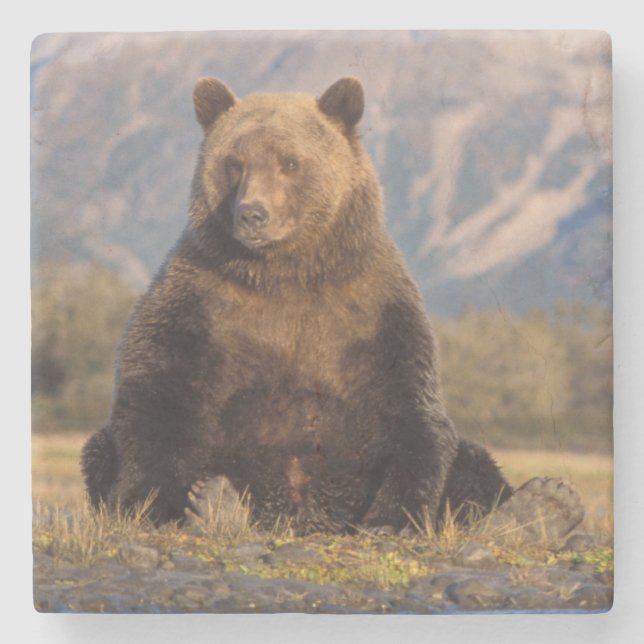 brown bear, Ursus arctos, grizzly bear, Ursus Stone Coaster (Front)
