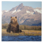 Brown Bear, Ursus Arctos, Grizzly Bear, Ursus Tile at Zazzle