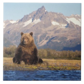 Brown Bear  Ursus Arctos  Grizzly Bear  Ursus Tile by theworldofanimals at Zazzle
