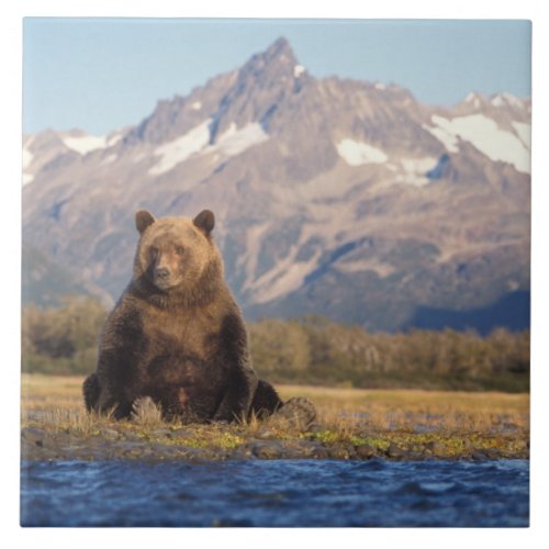 brown bear Ursus arctos grizzly bear Ursus Tile