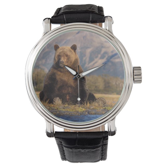 brown bear, Ursus arctos, grizzly bear, Ursus Watch (Front)
