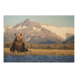 brown bear, Ursus arctos, grizzly bear, Ursus Wood Wall Art