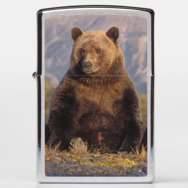 brown bear, Ursus arctos, grizzly bear, Ursus Zippo Lighter (Front)