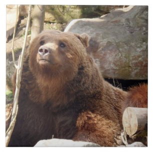 Brown bear view ceramic tile