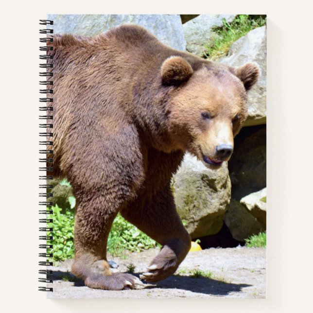 Brown bear walking postcard notebook (Front)