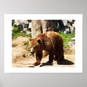 Brown bear walking poster