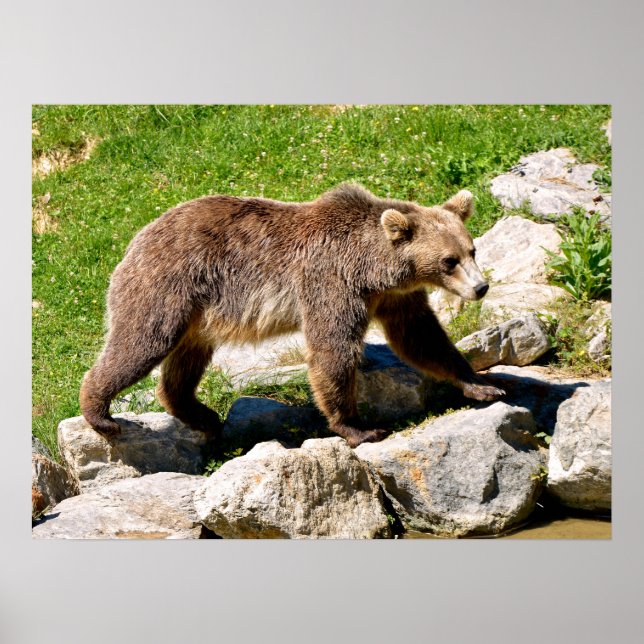 Brown bear walking  poster (Front)