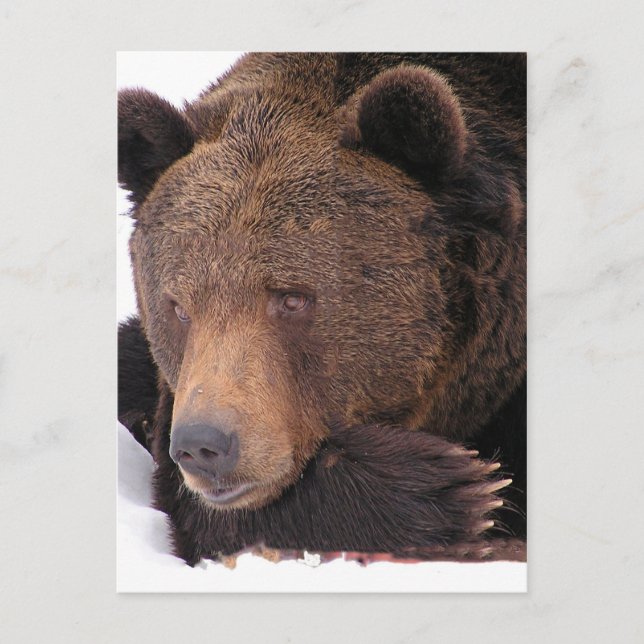Brown Bear Winter Postcard (Front)