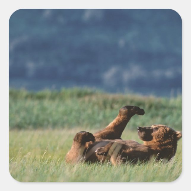 Brown Bears at play, Ursus arctos, Alaska Square Sticker (Front)
