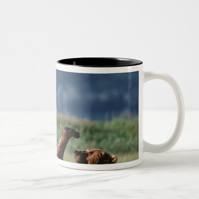 Brown Bears at play, Ursus arctos, Alaska Two-Tone Coffee Mug (Right)