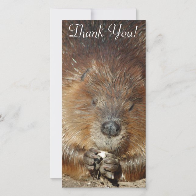 Brown Beaver Nibbles Food From Cute Little Paws Thank You Card (Front)
