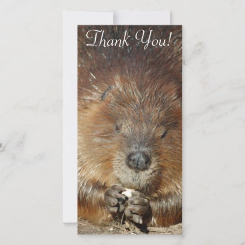 Brown Beaver Nibbles Food From Cute Little Paws Thank You Card