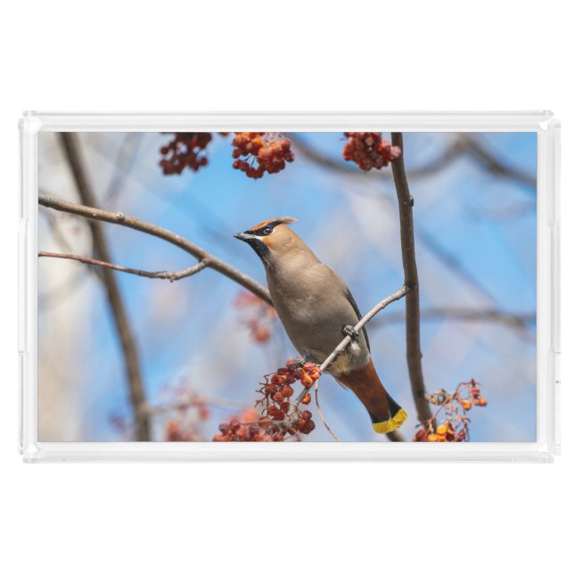 Brown Bird, Bohemian Waxwing, Sky Background Acrylic Tray (Front)