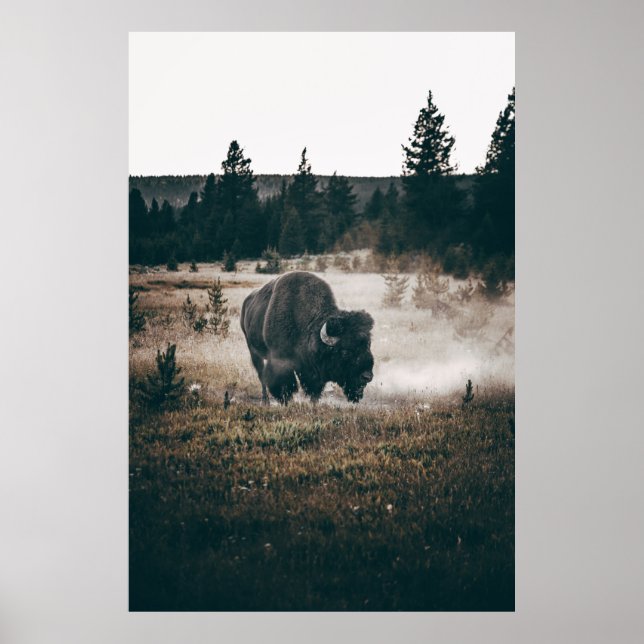 BROWN BISON ON BROWN GRASS FIELD DURING DAYTIME POSTER (Front)
