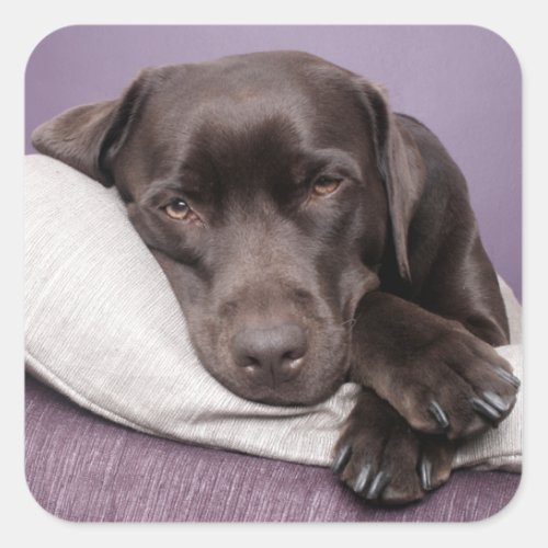Brown  Black Labrador Retriever Dog Sticker