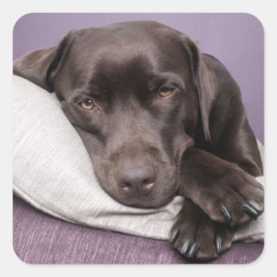 Brown / Black Labrador Retriever Dog Sticker