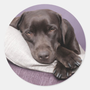 Brown / Black Labrador Retriever Dog Sticker