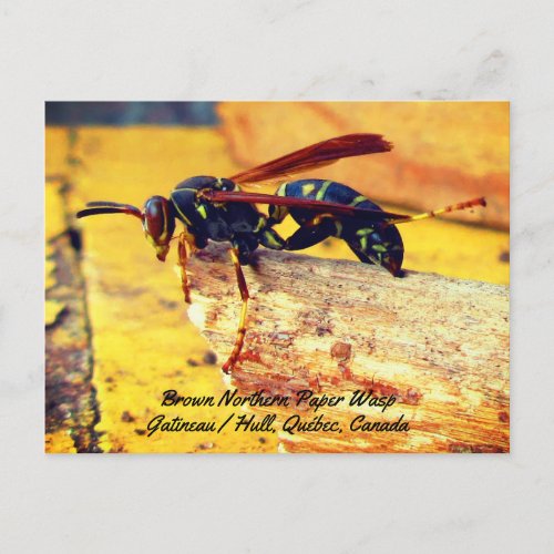 Brown Black Yellow Northern Paper Wasp Grooming Postcard