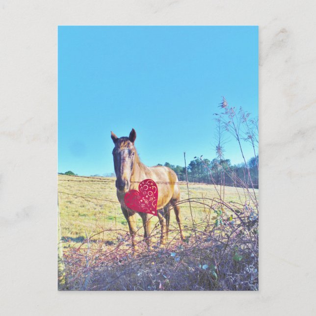 Brown Blue tinted Horse Red Heart Postcard (Front)