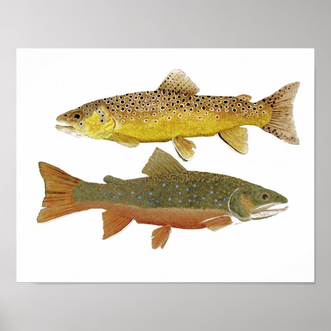 Brown & Brook Trout Study Poster (Front)