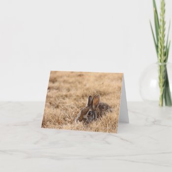 Brown Bunny Notecard by KKHPhotosVarietyShop at Zazzle