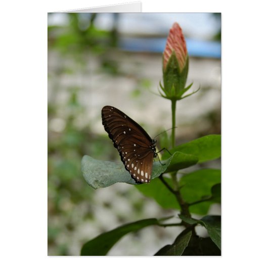Brown Butterfly Cards (Front)