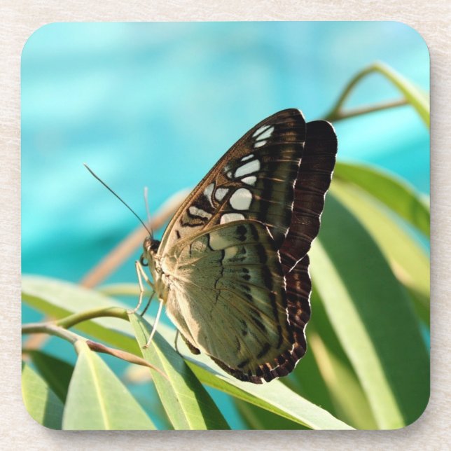 Brown Butterfly Closed Wings Beverage Coaster (Front)