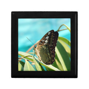 Brown Butterfly Closed Wings Gift Box