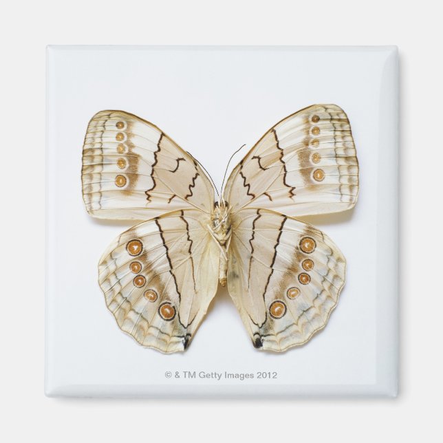 Brown Butterfly, overhead view Magnet (Front)