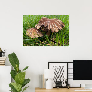 Brown Cap Mushrooms Poster