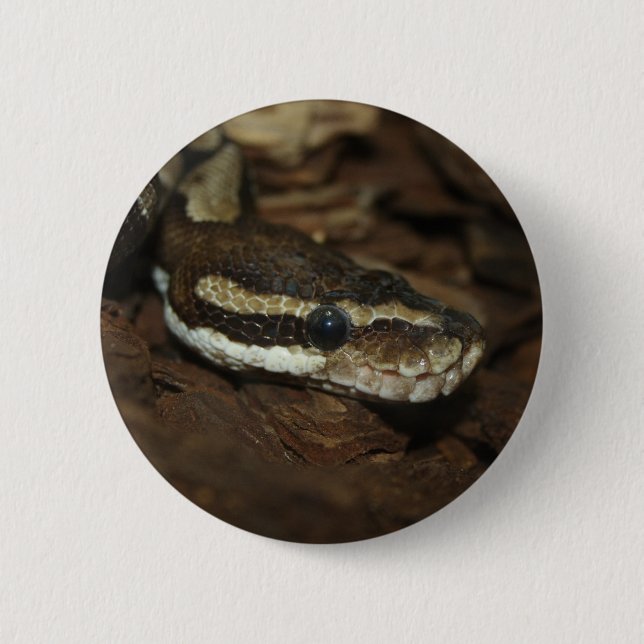 Brown Carpet Python Button (Front)