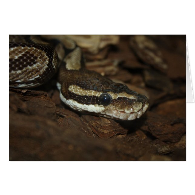 Brown Carpet Python Cards (Front Horizontal)