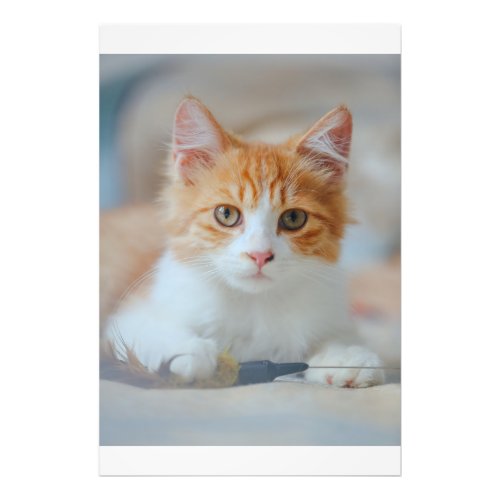 Brown Cat  Photo Print
