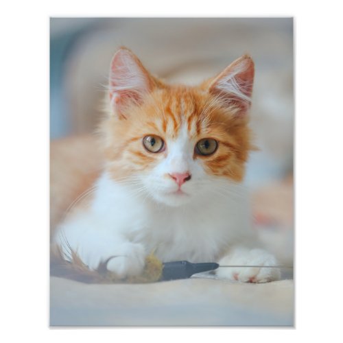 Brown Cat  Photo Print