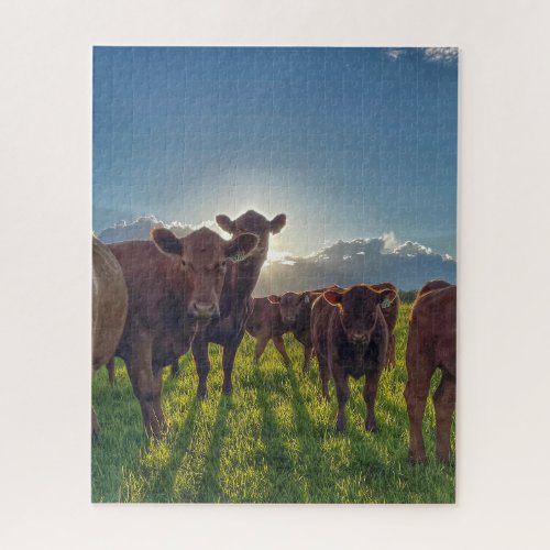 Brown Cattle in Pasture Jigsaw Puzzle