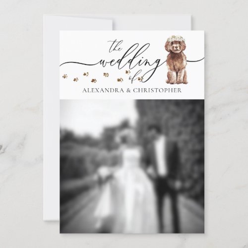Brown Cavapoo puppy Wedding Photo Invitation