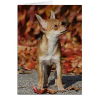 Brown Chihuahua Puppy