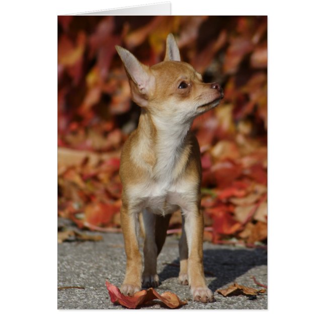 Brown Chihuahua Puppy Cards (Front)